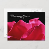 Carte Postale Vous Manquez Pétales De Rose Rose (Devant / Derrière)