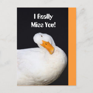 Carte Postale Vous Manquez Vraiment ! Canard blanc mou