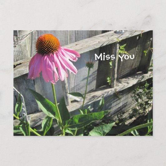 Carte Postale Vous me manque rose Daisy (Devant)