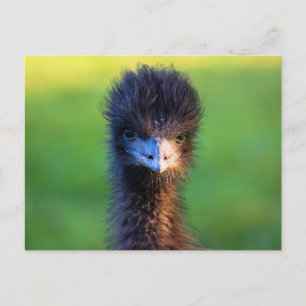 Carte Postale "Vous me regardez?" - Émeu