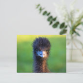 Carte Postale "Vous me regardez ?" - Emu (Debout devant)