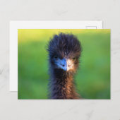 Carte Postale "Vous me regardez ?" - Emu (Devant / Derrière)