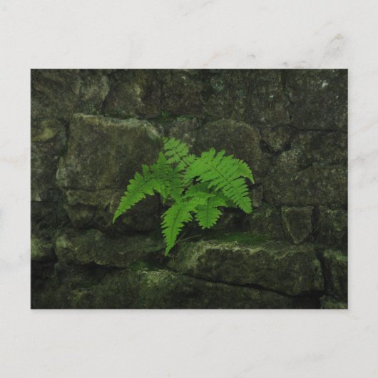 Carte Postale Vous pouvez survivre... (Devant)