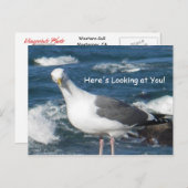 Carte postale: Vous regardez Gull (Devant / Derrière)