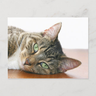 Carte Postale Vous regardez le chat