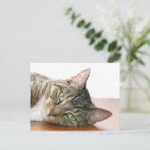 Carte Postale Vous regardez le chat (Debout devant)