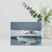 Carte Postale Voyage de chien sur la glace, île d'Ellesmere, Ter (Debout devant)