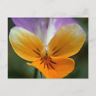 CARTE POSTALE VOYAGE DE VIE IMAGINAIRE