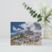 Carte Postale Voyage en famille de loups gris (Debout devant)