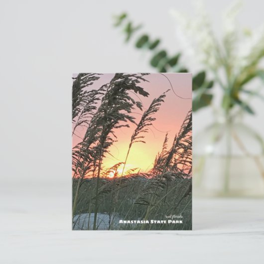 Carte Postale Voyage | Floride - Anastasia Sea Oat Sunset (Debout devant)