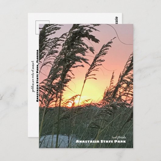 Carte Postale Voyage | Floride - Anastasia Sea Oat Sunset (Devant / Derrière)