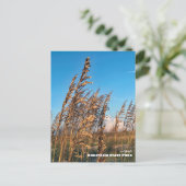 Carte Postale Voyage | Floride - Anastasia State Park Sea Oats (Debout devant)