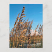 Carte Postale Voyage | Floride - Anastasia State Park Sea Oats (Devant)