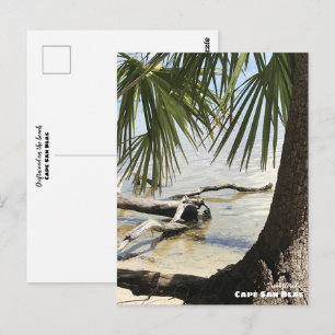 Carte Postale Voyage Floride - Cape San Blas Driftwood