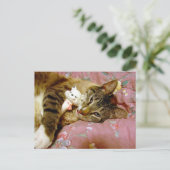 Carte Postale Vrai chat, Fake chat (Debout devant)