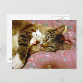 Carte Postale Vrai chat, Fake chat (Devant / Derrière)