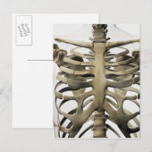 Carte Postale Vue 3D Du Sternum Féminin Et De La Cage De Rib (Devant / Derrière)