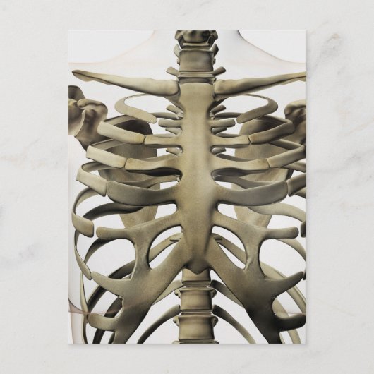 Carte Postale Vue 3D Du Sternum Féminin Et De La Cage De Rib (Devant)