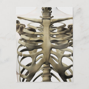 Carte Postale Vue 3D Du Sternum Féminin Et De La Cage De Rib