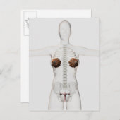Carte Postale Vue 3D Du Système De Reproduction Féminin (Devant / Derrière)