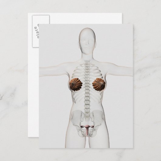 Carte Postale Vue 3D Du Système De Reproduction Féminin (Devant / Derrière)