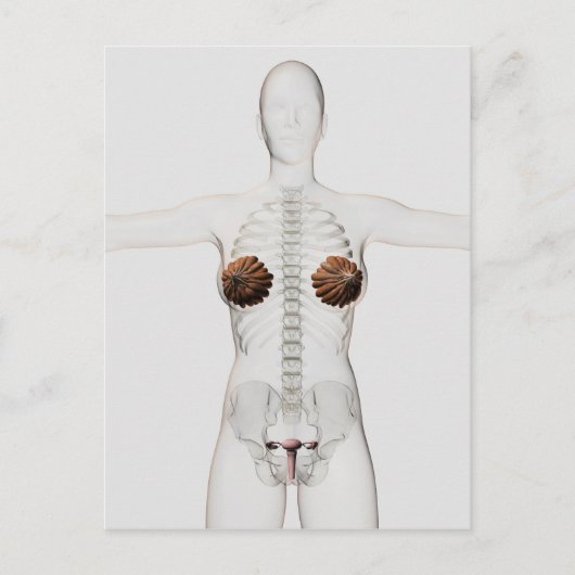 Carte Postale Vue 3D Du Système De Reproduction Féminin (Devant)