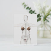 Carte Postale Vue 3D Du Système De Reproduction Féminin (Debout devant)