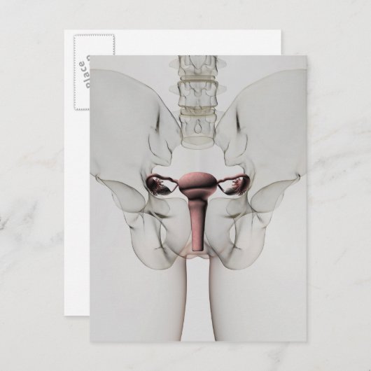 Carte Postale Vue 3D Du Système De Reproduction Féminin (Devant / Derrière)
