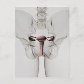 Carte Postale Vue 3D Du Système De Reproduction Féminin (Devant)