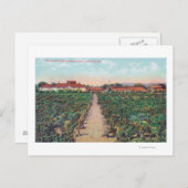 Carte Postale Vue aérienne des vignobles et caves à vin (Devant / Derrière)