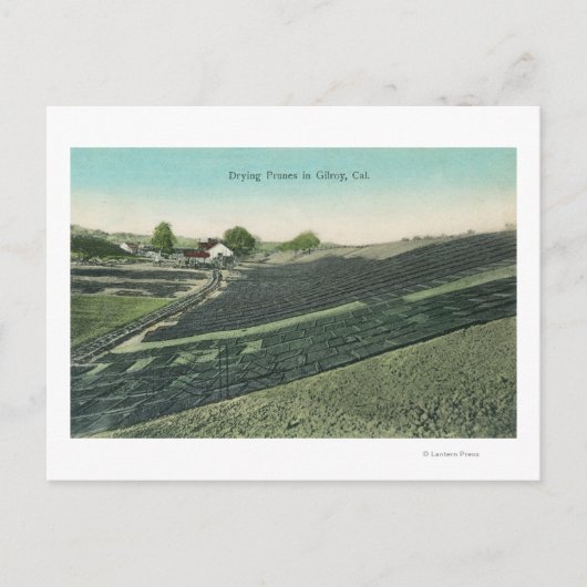 Carte Postale Vue aérienne du séchage des prunes au soleil (Devant)