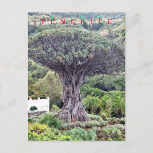 Carte postale vue Arbre Dragon de Tenerife