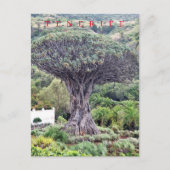 Carte postale vue Arbre Dragon de Tenerife (Devant)