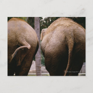 Carte Postale Vue arrière des éléphants asiatiques