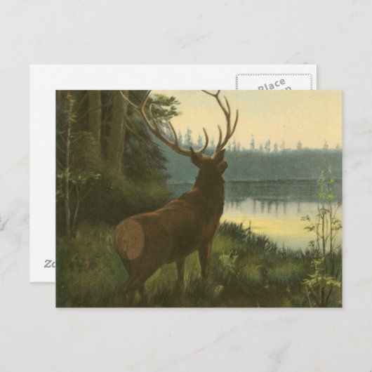Carte Postale Vue arrière du lac Elk Vue sur un lac (Devant / Derrière)