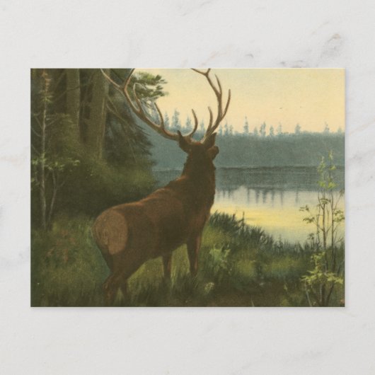 Carte Postale Vue arrière du lac Elk Vue sur un lac (Devant)