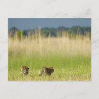 Vue arrière du Leopard (Panthera pardus) et du pet