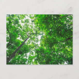 Carte Postale Vue ascendante d'arbres