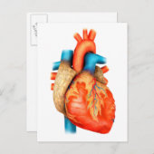 Carte Postale Vue Avant Du Coeur Humain (Devant / Derrière)