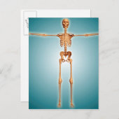 Carte Postale Vue Avant Du Système Skeletal Humain (Devant / Derrière)