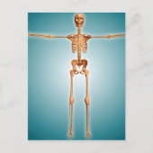Carte Postale Vue Avant Du Système Skeletal Humain (Devant)