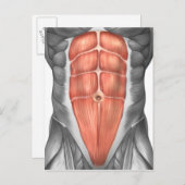Carte Postale Vue Complète Des Muscles Abdominaux Hommes (Devant / Derrière)