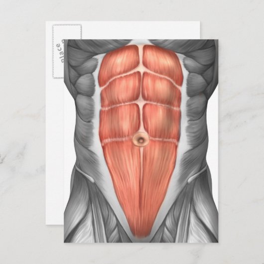 Carte Postale Vue Complète Des Muscles Abdominaux Hommes (Devant / Derrière)