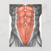 Carte Postale Vue Complète Des Muscles Abdominaux Hommes (Devant)
