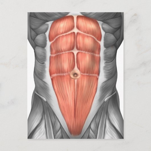 Carte Postale Vue Complète Des Muscles Abdominaux Hommes (Devant)
