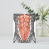 Carte Postale Vue Complète Des Muscles Abdominaux Hommes (Debout devant)
