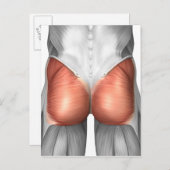 Carte Postale Vue Complète Des Muscles Gluteaux Humains (Devant / Derrière)