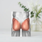 Carte Postale Vue Complète Des Muscles Gluteaux Humains (Debout devant)