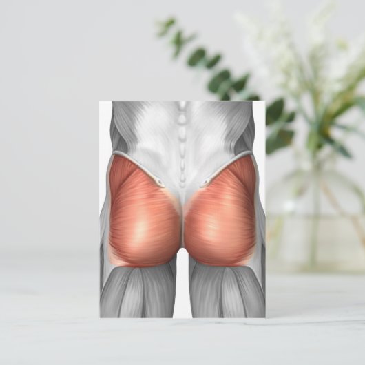 Carte Postale Vue Complète Des Muscles Gluteaux Humains (Debout devant)