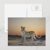 Carte Postale Vue complète du Leopard (Panthera pardus) (Devant / Derrière)